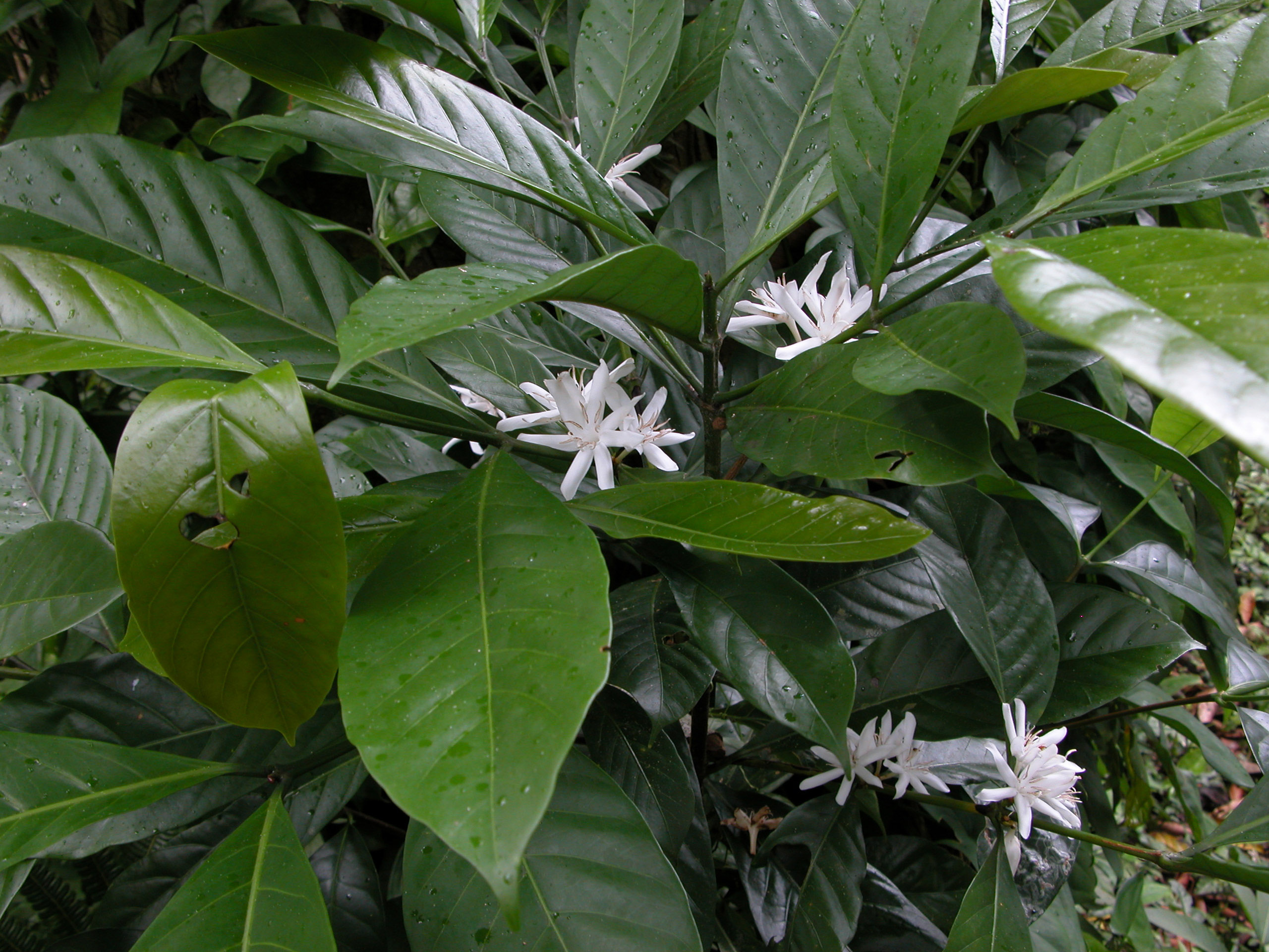 قهوه لیبریا